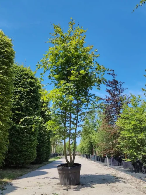 Groene beuk | Meerstammig