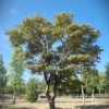 Japanse esdoorn 'Atropurpureum' | Meerstammig