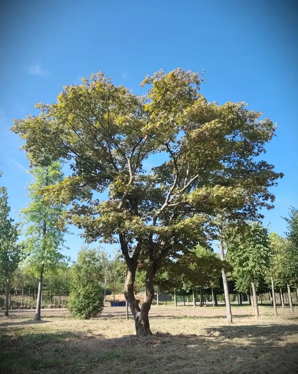 Japanse esdoorn 'Atropurpureum' | Meerstammig