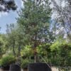 Grove den | Halfstam