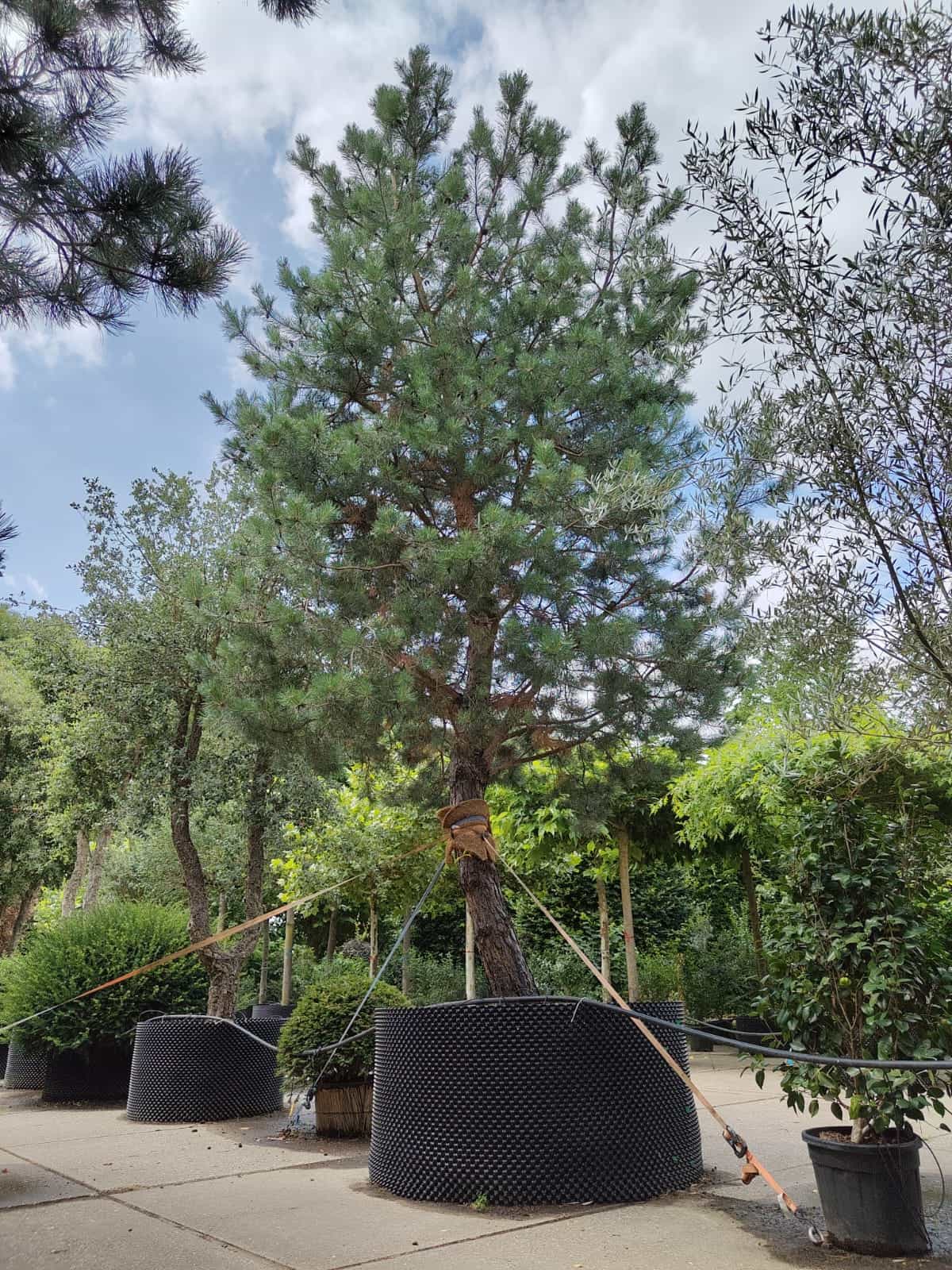 Grove den | Halfstam