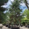 Grove den | Hoogstam