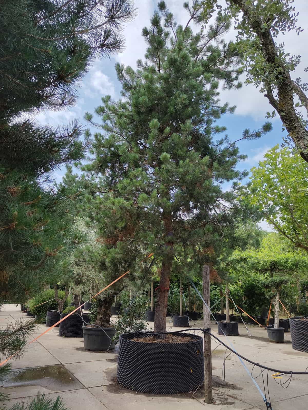 Grove den | Hoogstam