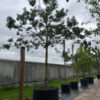 Grove den | Hoogstam
