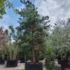 Grove den | Hoogstam