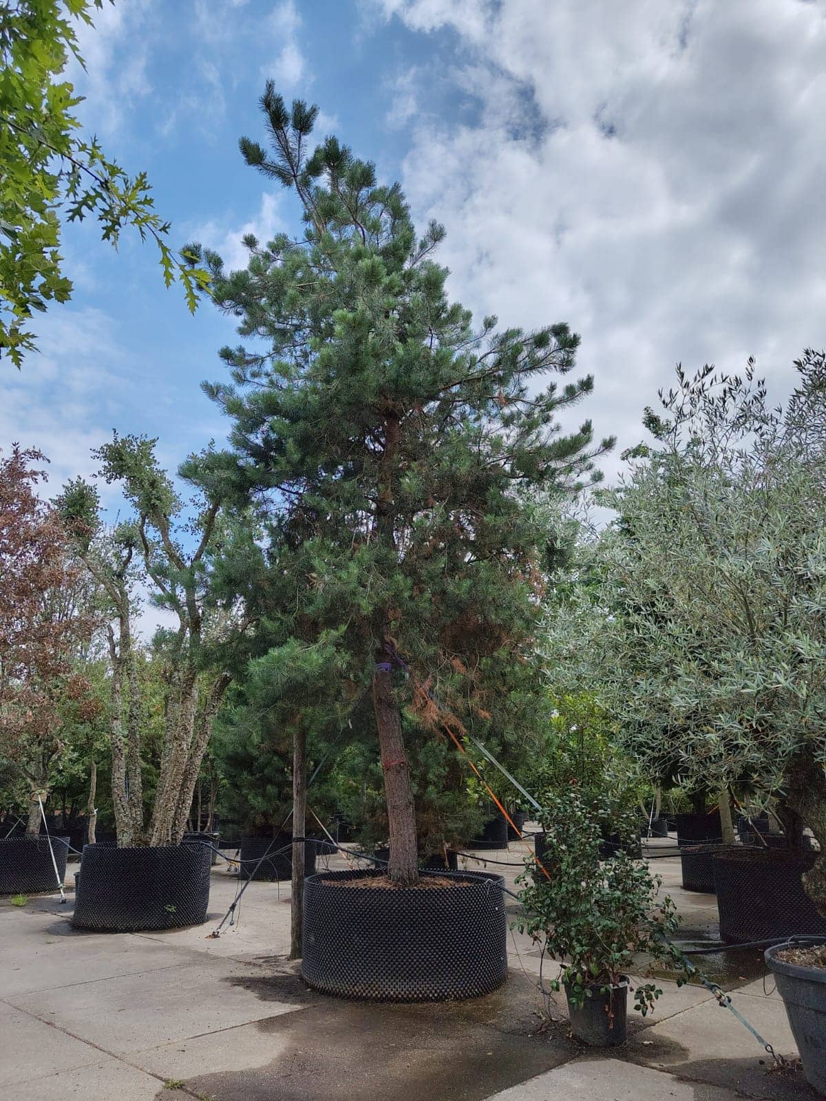 Grove den | Hoogstam