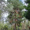 Grove den | Hoogstam