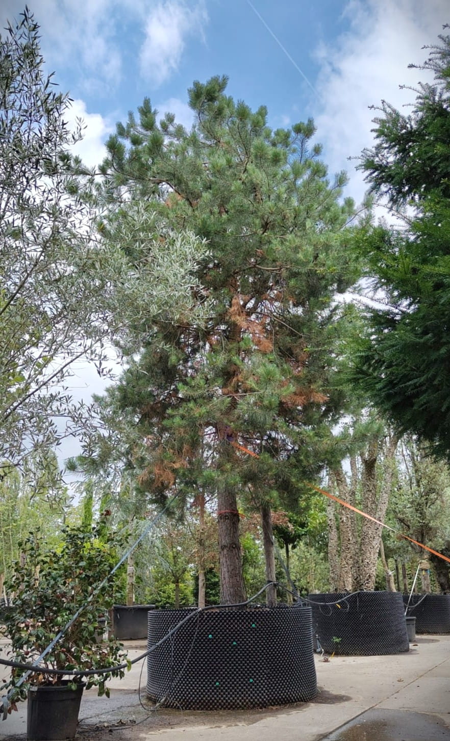 Grove den | Hoogstam
