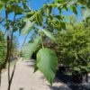 Hopbeuk | Meerstammig