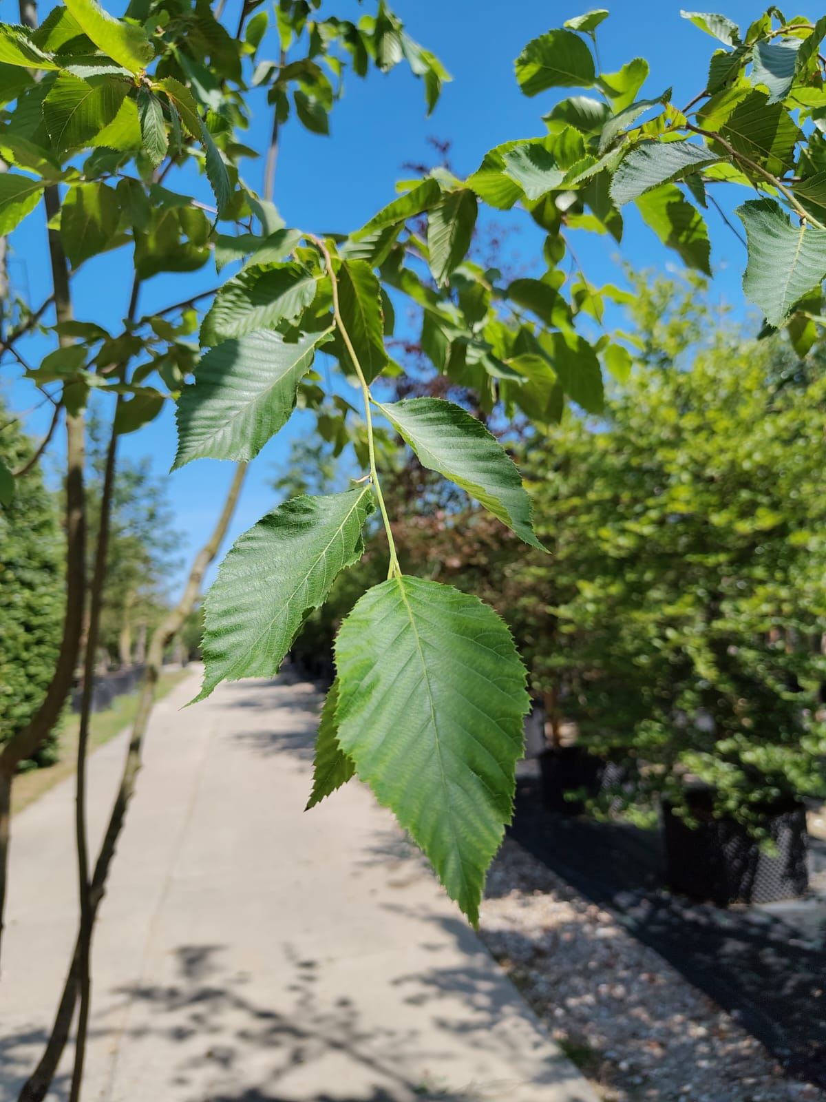 Hopbeuk | Meerstammig