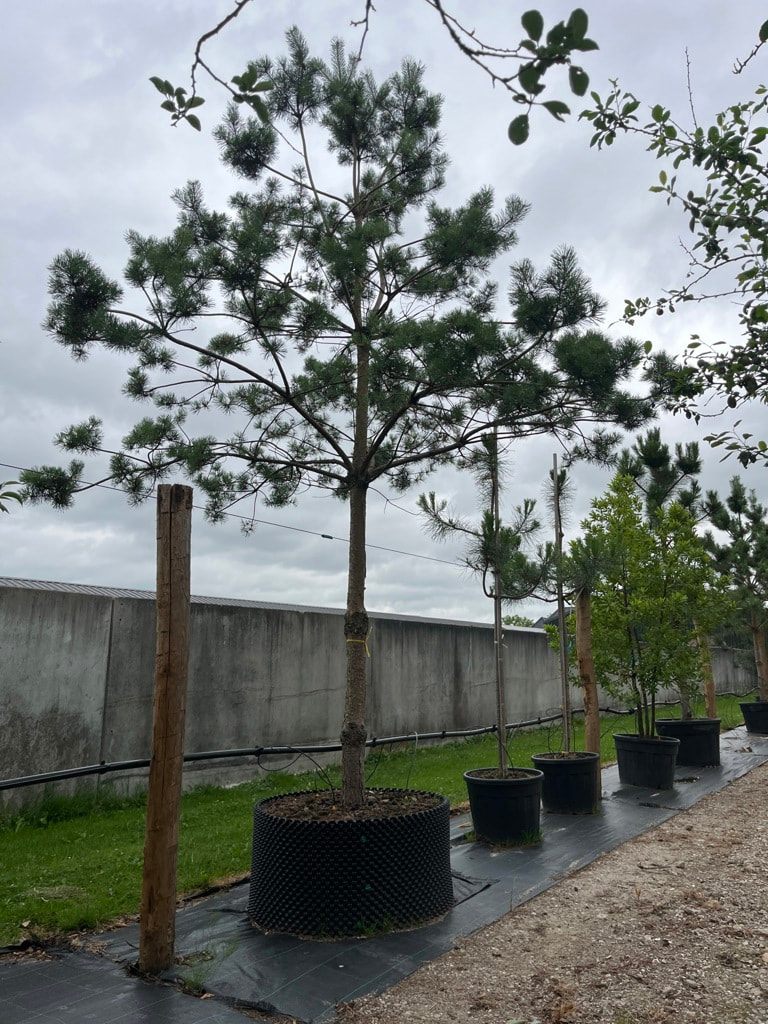 Grove den | Hoogstam