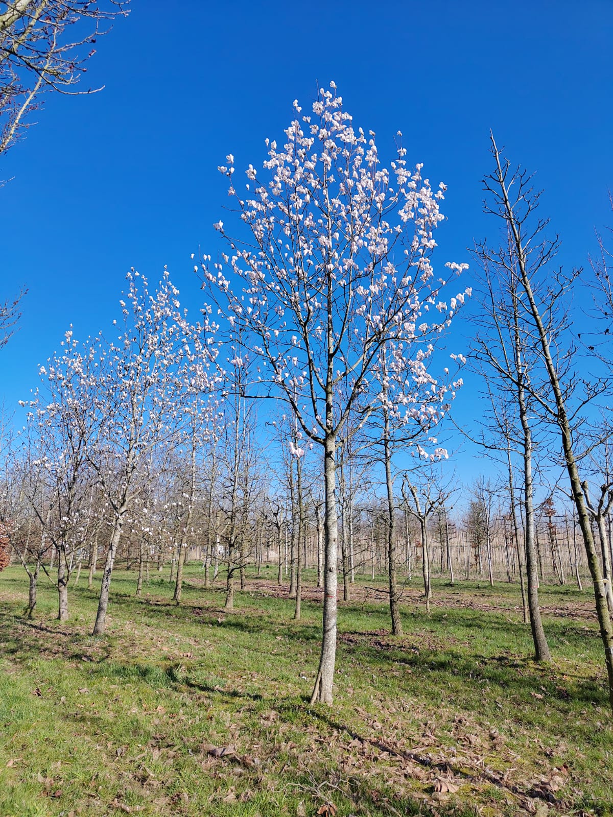 Japanse magnolia | Hoogstam
