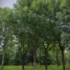 Gewone Es | Hoogstam