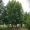 Gewone Es | Hoogstam