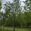 Rode paardenkastanje | Hoogstam