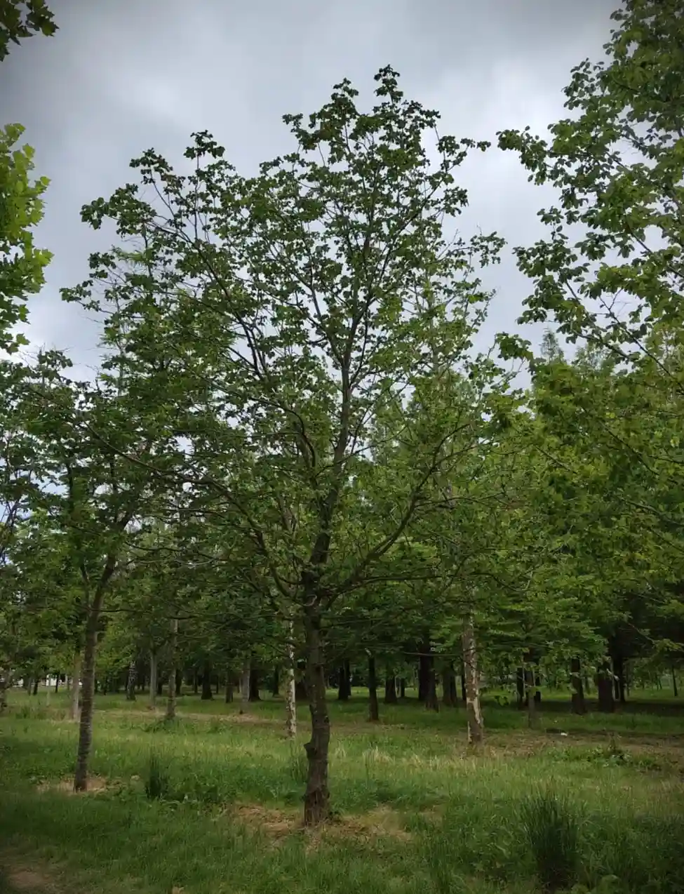 Rode paardenkastanje | Hoogstam