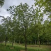 Rode paardenkastanje | Hoogstam