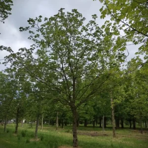 Rode paardenkastanje | Hoogstam