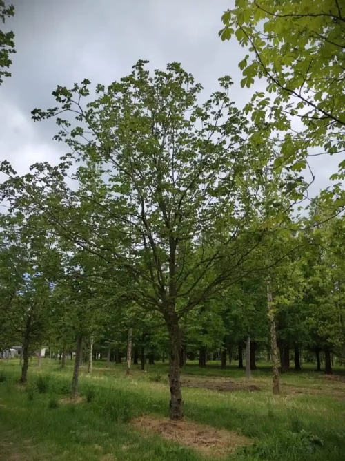 Rode paardenkastanje | Hoogstam