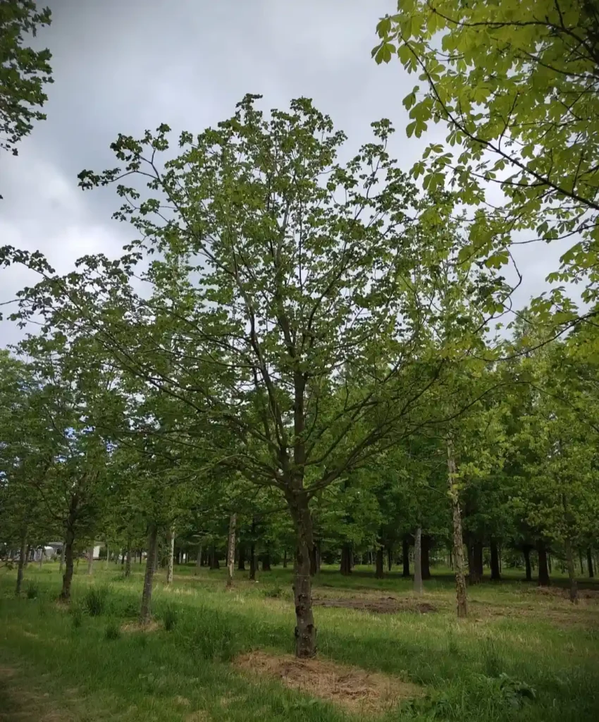 Rode paardenkastanje | Hoogstam