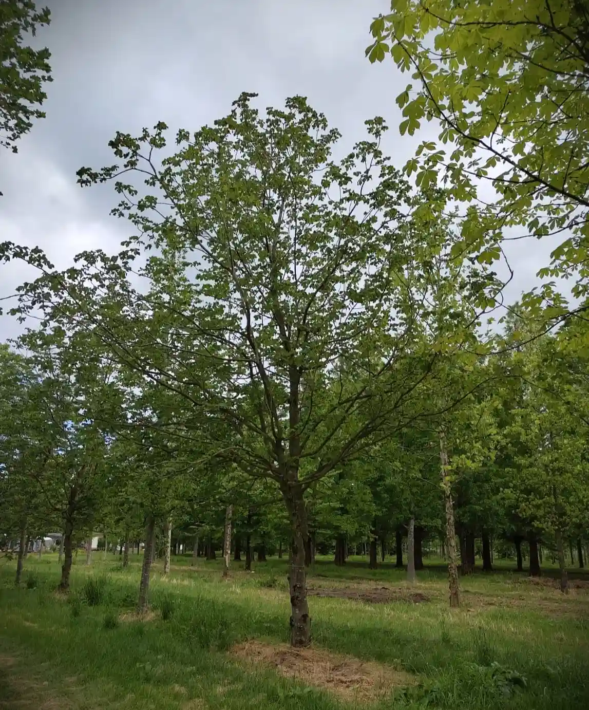 Rode paardenkastanje | Hoogstam