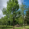 Witte moerbei | Hoogstam