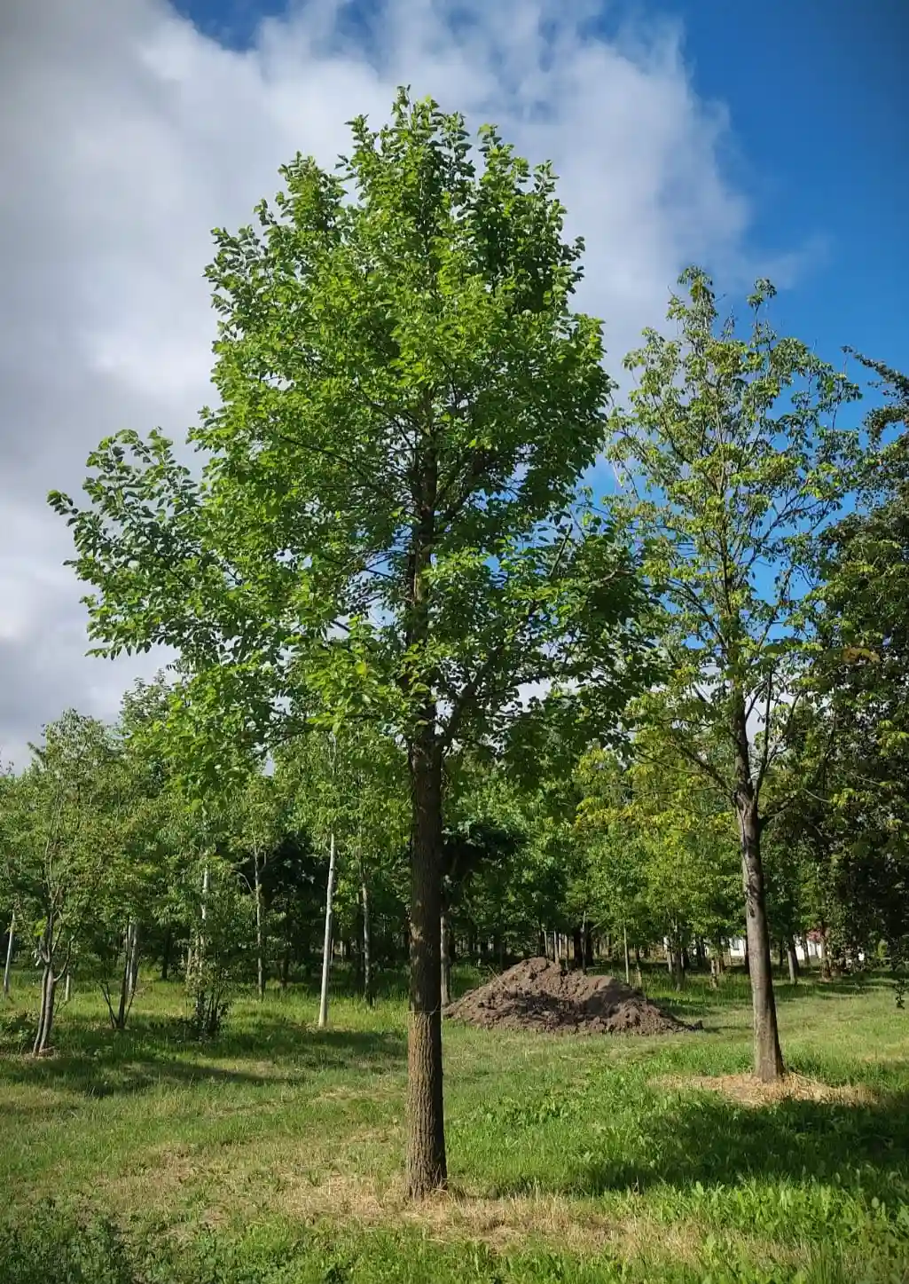 Witte moerbei | Hoogstam