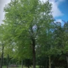 Witte moerbei | Hoogstam
