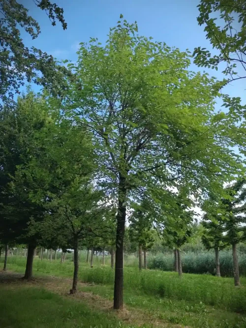 Witte moerbei | Hoogstam