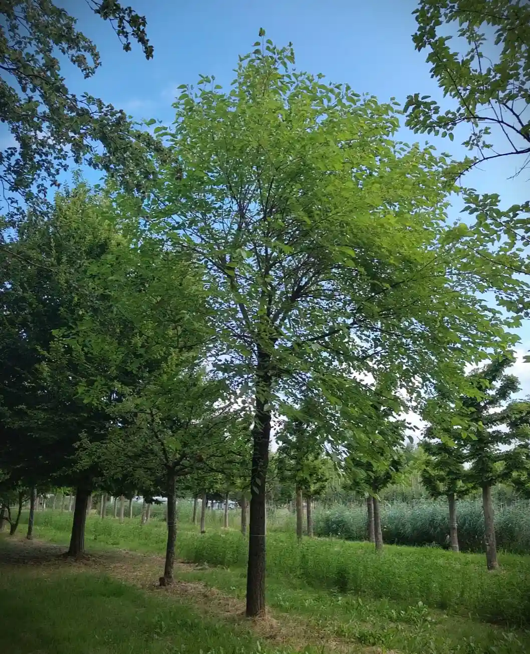 Witte moerbei | Hoogstam