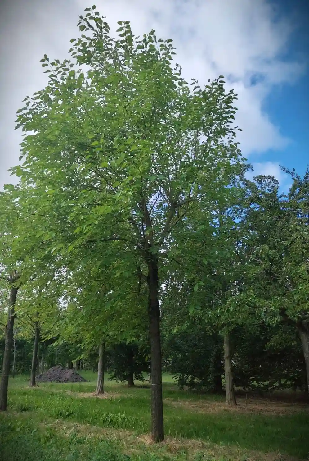 Witte moerbei | Hoogstam