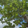 Iep 'Lobel' | Hoogstam