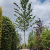 Iep 'Lobel' | Hoogstam