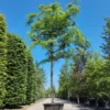 Japanse Schijniep | Hoogstam