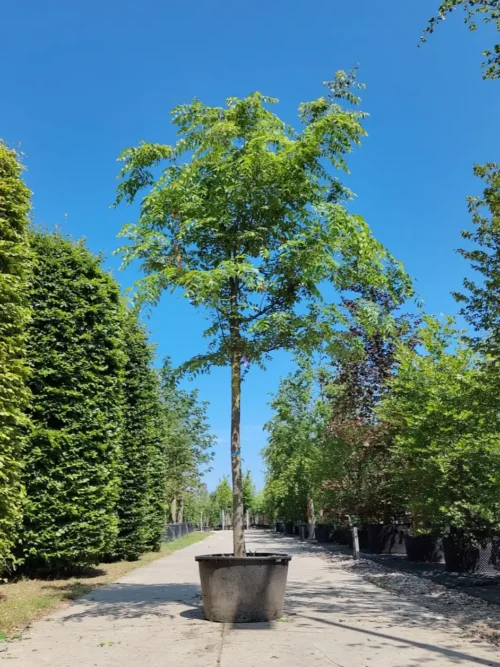 Japanse Schijniep | Hoogstam