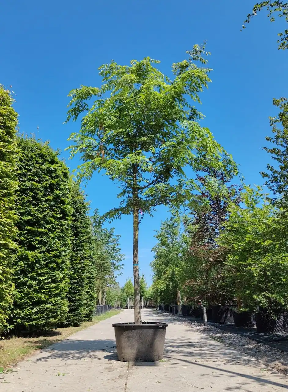 Japanse Schijniep | Hoogstam