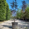 Japanse esdoorn 'Bloodgood' | Meerstammig