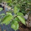 Appelboom 'Goudreinet' | Laagstam