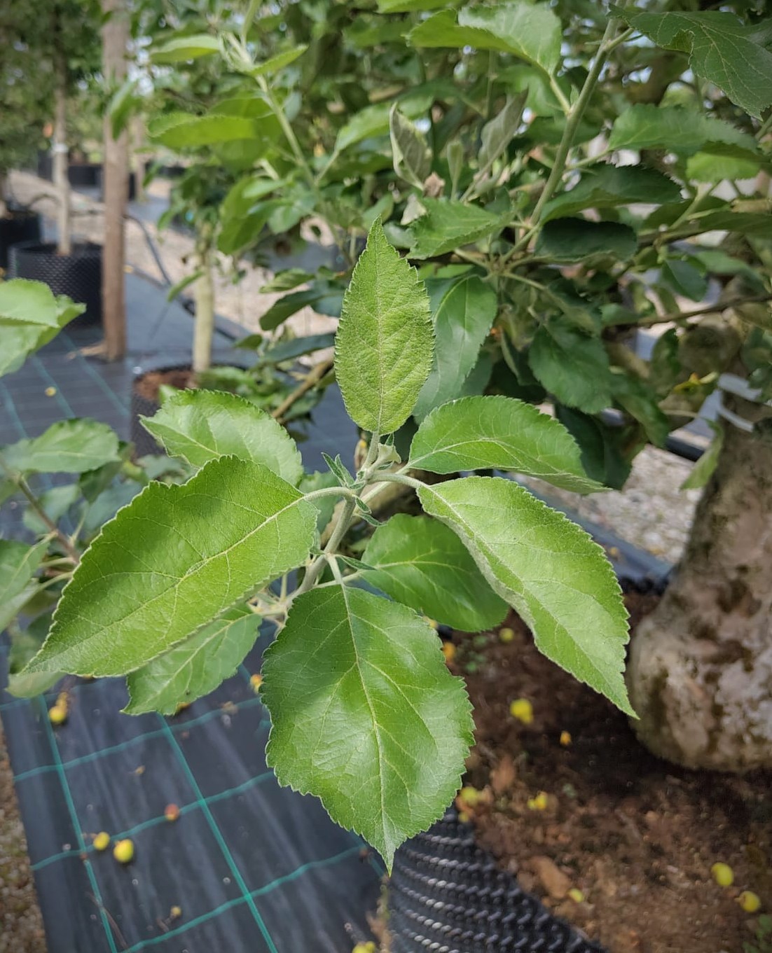 Appelboom 'Goudreinet' | Laagstam