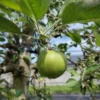 Appelboom 'Goudreinet' | Laagstam
