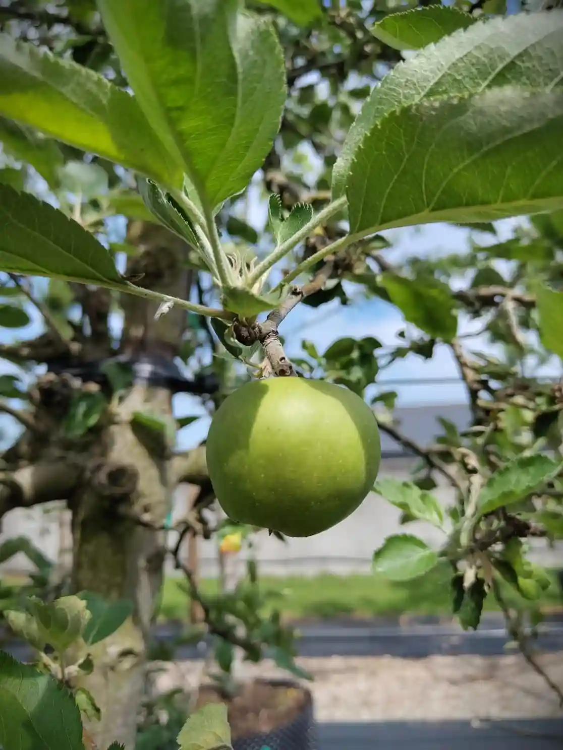 Appelboom 'Goudreinet' | Laagstam