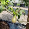 Perenboom 'Conference' | Laagstam