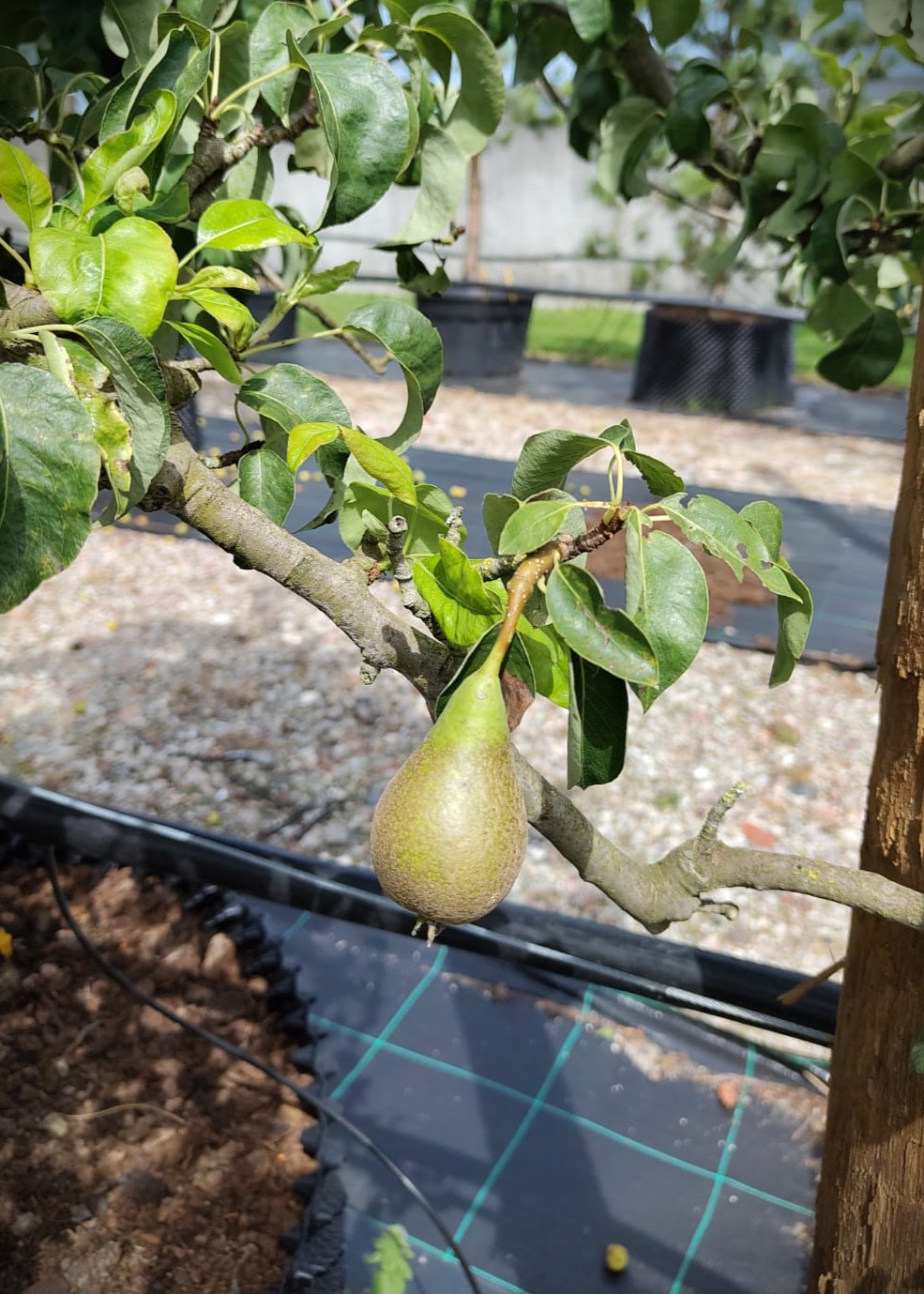 Perenboom 'Conference' | Laagstam