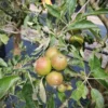 Appelboom 'Elstar' | Laagstam