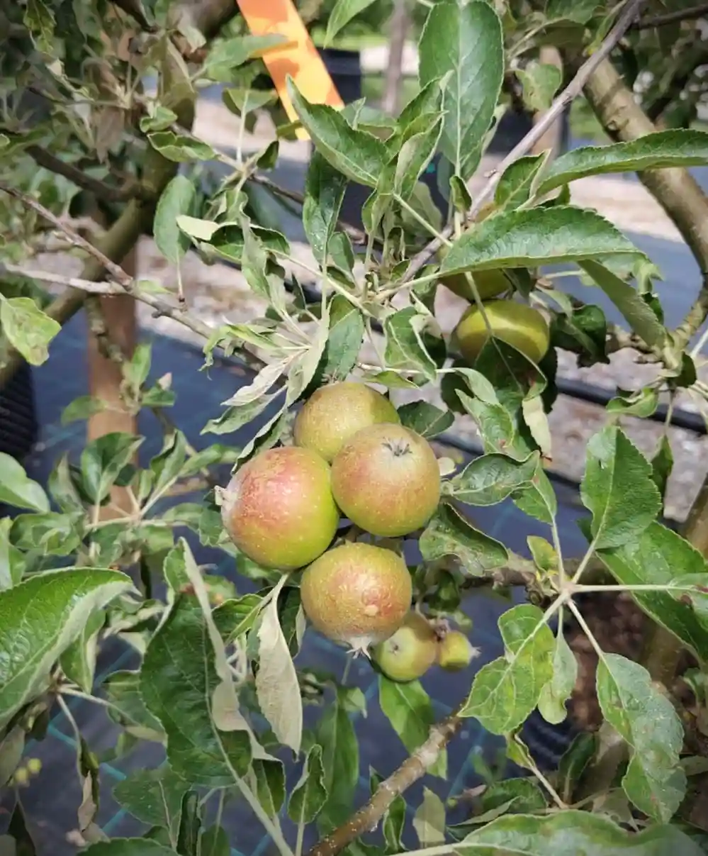 Appelboom 'Elstar' | Laagstam