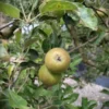Appelboom 'Elstar' | Laagstam