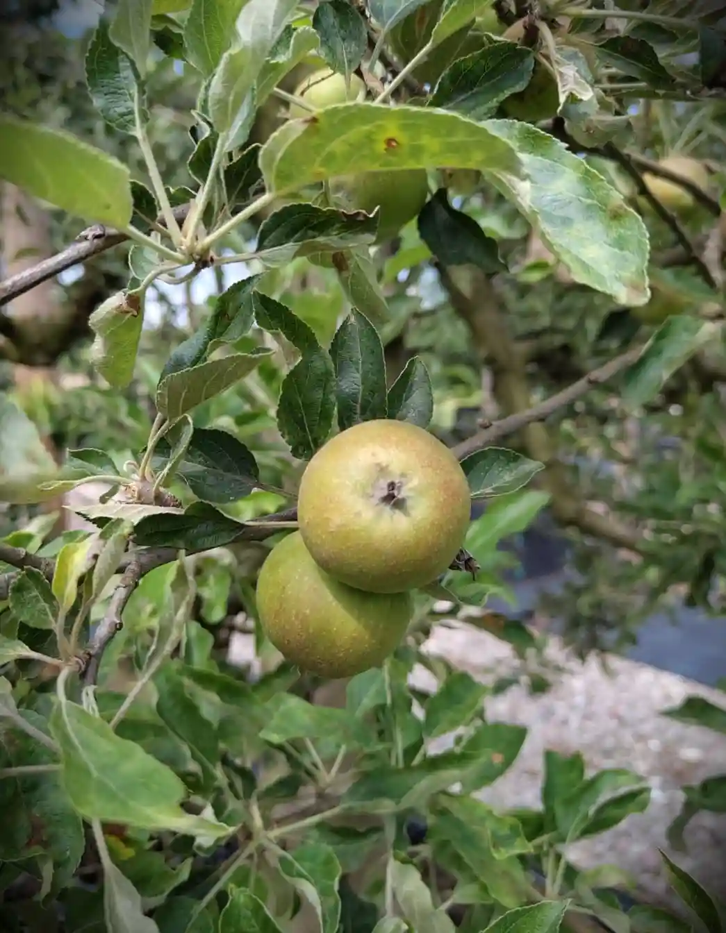 Appelboom 'Elstar' | Laagstam