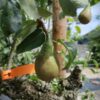 Perenboom 'Conference' | Laagstam