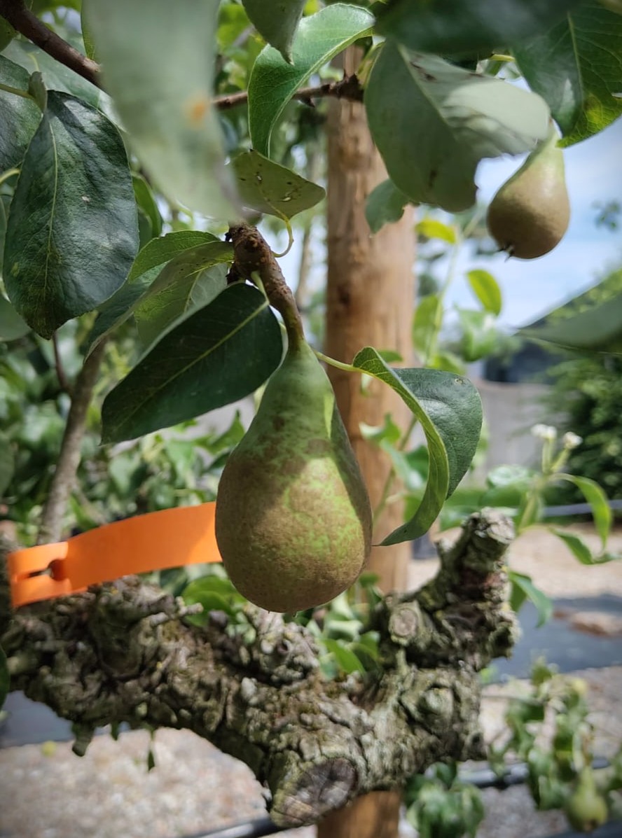 Perenboom 'Conference' | Laagstam