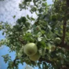 Perenboom 'Gieser wildeman' | Hoogstam